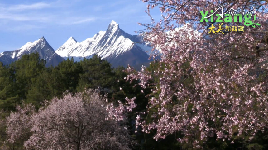 Amazing Tibet: The Dense Forest Along the Yarlung Zangbo River